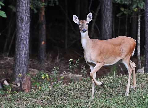 Deer stomping Deer are social creatures and, much like man, have a definite social structure. With this social structure comes a complex set of rules with which every deer in the herd must comply. These rules within the deer herd demand a method of communication whereby deer can react and respond to each other, establish herd hierarchy, or pecking order, and mutually warn each other of potential danger. 

When deer detect a potential threat all of their senses are directed toward that area of concern. The deer assumes what is called a stereotypic alert posture. This posture includes the cocking forward of both ears and erection of the hair, particularly along the back. If a deer is unsure as to the actual presence of a threat, it will usually stomp a forefoot.

I have noticed that very often, if I move my head from side to side in a non-aggressive way, or if I stop staring at it or look away, the deer will stop stomping (and snorting) and just go back to eating. If it is still unsure, it will run away.

You can see their behavior on this You Tube link: http://www.youtube.com/watch?v=5fM9qlBsMYE Georgia,Geotagged,Odocoileus virginianus,United States,White-tailed Deer