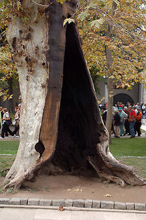 Oriental Plane tree at the Topkapi Palace, Istanbul The trees in the Topkapi Palace complex are remarkable, as many have fallen victim to a fungus that has completely hollowed out their trunks, over the course of centuries. Geotagged,Istanbul,Oriental Plane,Platanus orientalis,Topkapi,Turkey