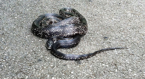 Black Rat Snake The snake may look like it is in a knot...my stomach was definitely in a knot. (Shot taken with my iPhone on the way to work).
https://www.youtube.com/watch?v=qSL_tAWNgyg
 Elaphe obsoleta obsoleta,Geotagged,Pantherophis obsoletus,United States,Western rat snake,black rat snake