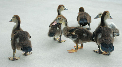 Which one is the ugly duckling? This is a domestic Muscovy...probably hybrid of everything :) Anas platyrhynchos domesticus,Domesticated duck,Geotagged,United States