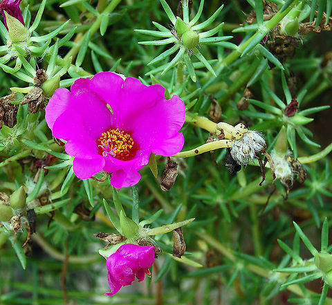 Brazilian Portulaca Also known as the sun rose or even the moss rose. Portulaca plants are native to Brazil, Argentina and Uruguay. they do attract butterflies. (The flowers close at night and on cloudy days. Georgia,Geotagged,Portulaca grandiflora,United States,moss rose,sun rose