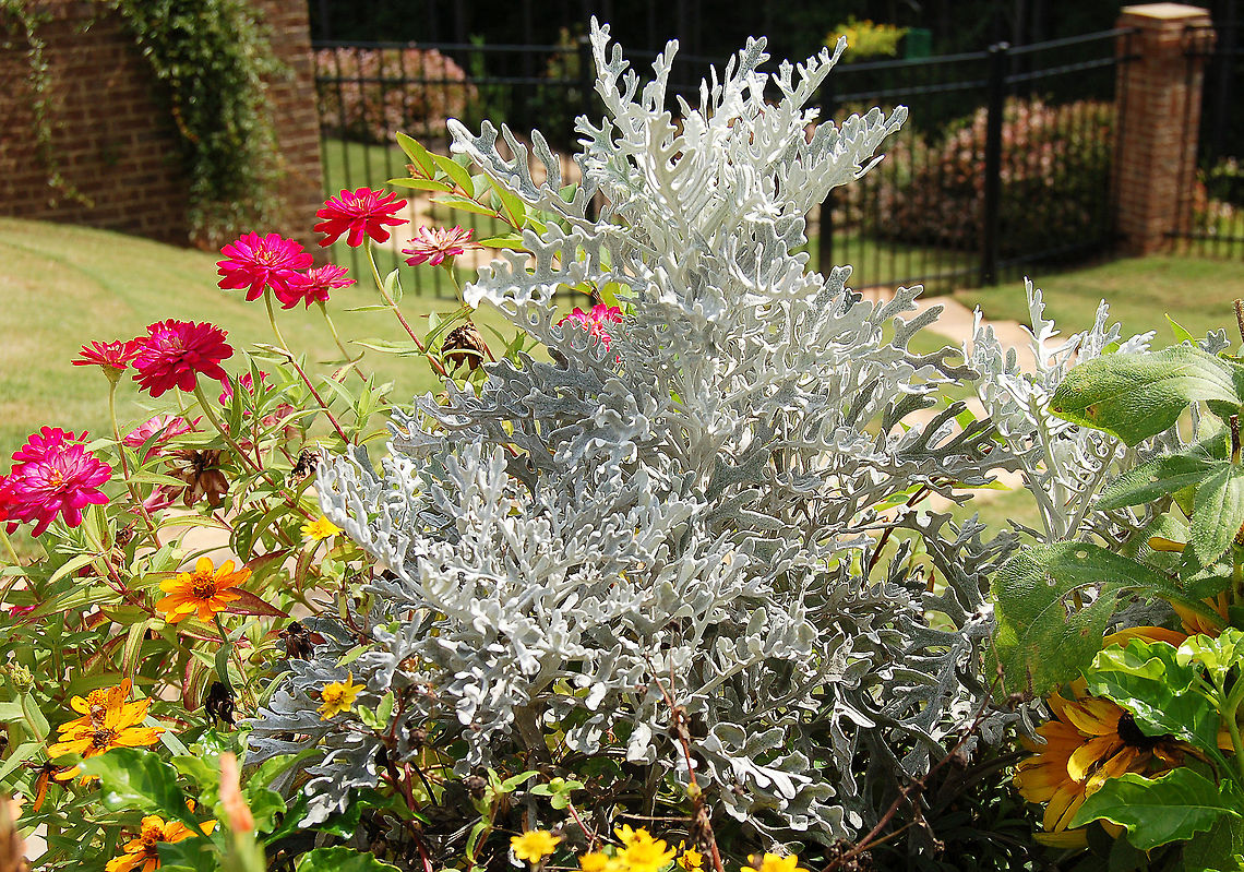 Silver Ragwort There are tiny hairs on the leaves, which gives them their softness and color and also gives heat tolerance. Georgia,Geotagged,Jacobaea maritima,Senecio cineraria,Silver ragwort,United States