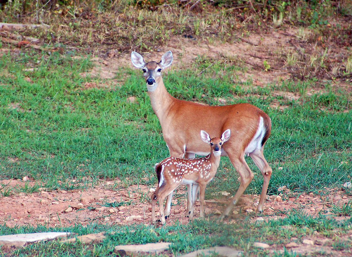 Perfect pose...White-tailed doe and fawn. Females give birth to 1&ndash;3 spotted young, (fawns), in mid to late spring. Fawns lose their spots during the first summer. <br />
<br />
When a fawn is born it is odorless so that predators are not attracted to its location. In fact the mother doe will stay away from the fawn for a few days so that her scent does not rub off on the fawn or attract predators to the area where the fawn is hiding while gaining strength. Fawn,Geotagged,Odocoileus virginianus,United States,White-tailed Deer