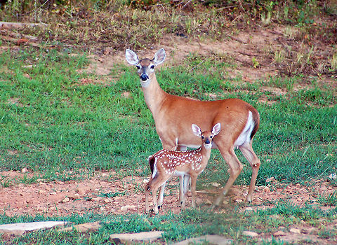 Perfect pose...White-tailed doe and fawn. Females give birth to 1&ndash;3 spotted young, (fawns), in mid to late spring. Fawns lose their spots during the first summer. 

When a fawn is born it is odorless so that predators are not attracted to its location. In fact the mother doe will stay away from the fawn for a few days so that her scent does not rub off on the fawn or attract predators to the area where the fawn is hiding while gaining strength. Fawn,Geotagged,Odocoileus virginianus,United States,White-tailed Deer
