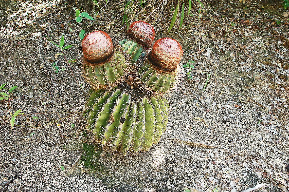 Turks head cactus  British Virgin Islands,Geotagged,Melocactus pachyacanthus,Tortola,Turks head cactus