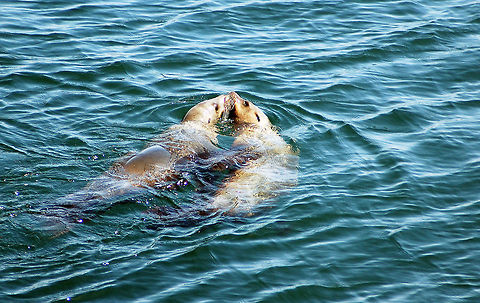 Steller's Sea Lions Sea Lions in California can be identified from seals by the fact that you can see their ears. These (Stellers) sea lions are a lot paler than the species called "California Sea Lion". (Not to be confused with the Harbor Seals which ARE lighter but have NO visible ears) See the comparisons below: 
http://www.jungledragon.com/image/21800/california_sea_lions.html
http://www.jungledragon.com/image/21010/harbor_seal.html Geotagged,United States