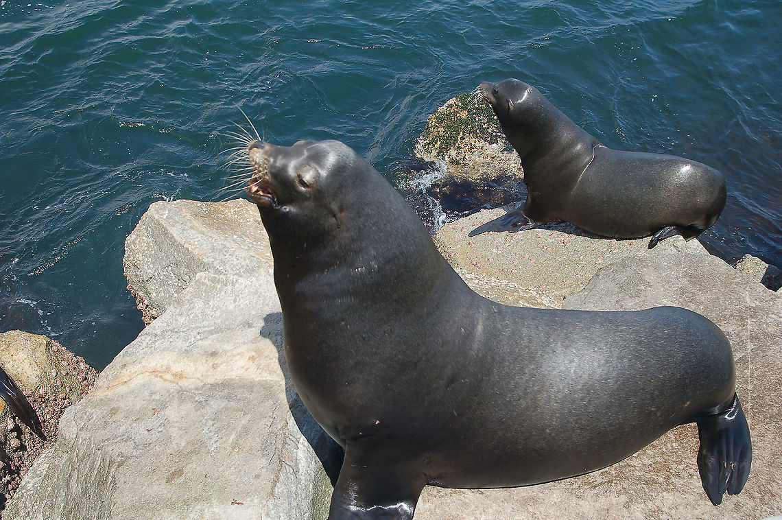 California Sea Lions These California Sea Lions differ from the Steller's Sea Lions. They are almost black compared to the paler Steller. You can see the example below:<br />
<figure class="photo"><a href="https://www.jungledragon.com/image/21799/stellers_sea_lions.html" title="Steller's Sea Lions"><img src="https://s3.amazonaws.com/media.jungledragon.com/images/1780/21799_thumb.JPG?AWSAccessKeyId=05GMT0V3GWVNE7GGM1R2&Expires=1770854410&Signature=otnv072whxOXihUAzObOqDNDyQg%3D" width="200" height="128" alt="Steller's Sea Lions Sea Lions in California can be identified from seals by the fact that you can see their ears. These (Stellers) sea lions are a lot paler than the species called "California Sea Lion". (Not to be confused with the Harbor Seals which ARE lighter but have NO visible ears) See the comparisons below: <br />
http://www.jungledragon.com/image/21800/california_sea_lions.html<br />
http://www.jungledragon.com/image/21010/harbor_seal.html Geotagged,United States" /></a></figure> California sea lion,Geotagged,United States,Zalophus californianus
