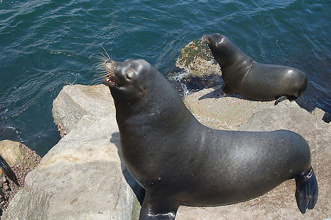 California Sea Lions These California Sea Lions differ from the Steller's Sea Lions. They are almost black compared to the paler Steller. You can see the example below:
http://www.jungledragon.com/image/21799/stellers_sea_lions.html California sea lion,Geotagged,United States,Zalophus californianus