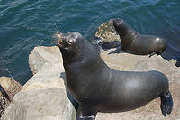 California Sea Lions These California Sea Lions differ from the Steller's Sea Lions. They are almost black compared to the paler Steller. You can see the example below:<br />
http://www.jungledragon.com/image/21799/stellers_sea_lions.html California sea lion,Geotagged,United States,Zalophus californianus