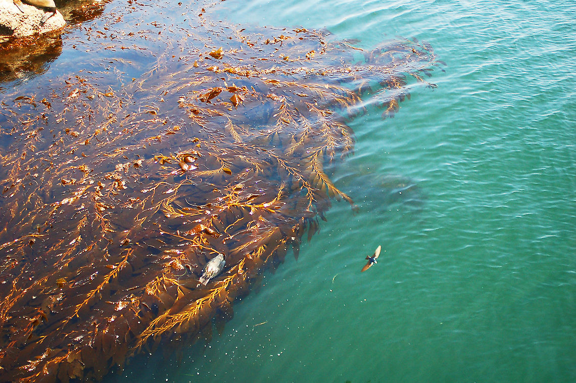 Giant Kelp The world&rsquo;s fastest growing species grows up to 2 feet (half a meter) a day, reaching forest proportions. Geotagged,Giant kelp,Macrocystis pyrifera,United States