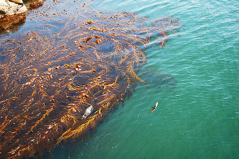 Giant Kelp The world&rsquo;s fastest growing species grows up to 2 feet (half a meter) a day, reaching forest proportions. Geotagged,Giant kelp,Macrocystis pyrifera,United States