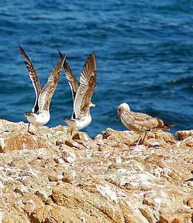Two Pink-footed Shearwaters On Your Marks........Get Set.......GO ! Geotagged,Larus occidentalis,Pink-footed shearwater,Puffinus creatopus,United States,Western gull