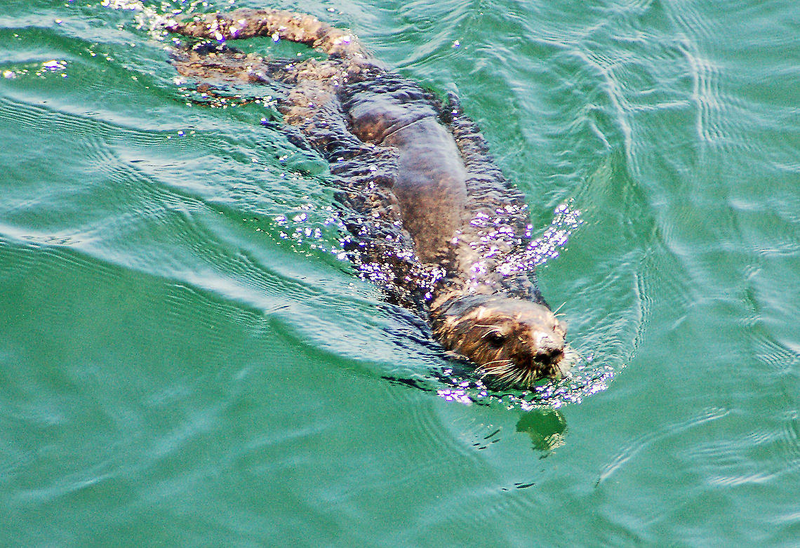 Southern (California) Sea Otter Sea otters are a keystone species, meaning their role in their environment has a greater effect than other species. As predators, sea otters are critical to maintaining the balance of the near-shore kelp ecosystems. Without sea otters, the undersea animals they prey on would devour the kelp forests off the coast that provide cover and food for many other marine animals. <br />
<br />
Sea otters are also one of the few mammals other than primates known to use tools. They use small rocks or other objects to pry shellfish from rocks and to hammer them open.<br />
<br />
Pups stay with their mothers for the first eight months of their life. The pups' fur traps so much air that they actually cannot dive under water. When mothers leave the pups wrapped in kelp to hunt, pups bob on the surface of the ocean like a cork.  California sea otter,Enhydra lutris,Enhydra lutris nereis,Geotagged,Sea otter,Southern Sea Otter,United States