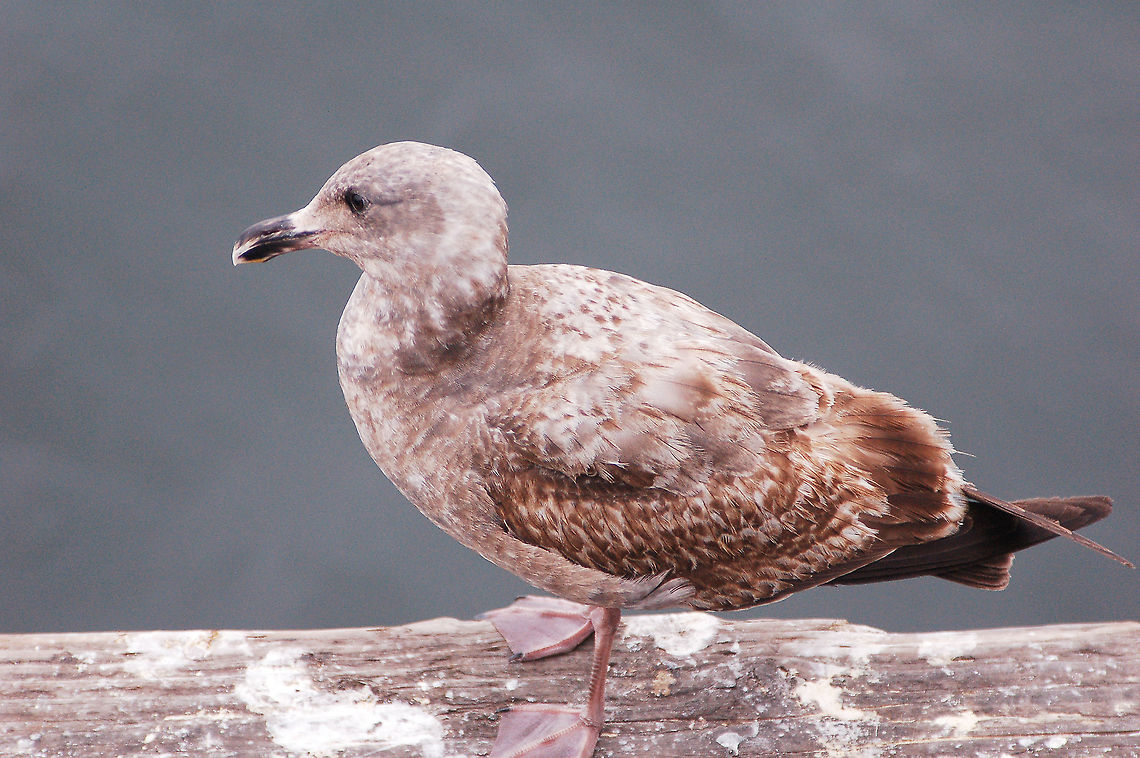 American Herring Gull (Juvenile) I had a hard time identifying this bird because of his coloring. They go through 4 color stages, with the adults being basically grey and white. (Their legs and feet stay pink throughout). See this chart by National Geographic;<br />
<a href="http://animals.nationalgeographic.com/animals/birding/herring-gull/" rel="nofollow">http://animals.nationalgeographic.com/animals/birding/herring-gull/</a> American Herring Gull,California,Geotagged,Larus smithsonianus,Smithsonian Gull,United States