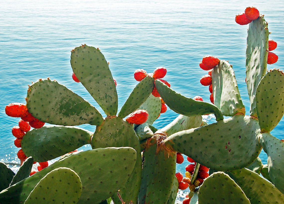 Barbary Fig - a prickly pear PROBLEM: <br />
The fruit of &#039;&#039;Opuntia ficus-indica&#039;&#039; can cause constipation if consumed with the seeds; without the seeds it is laxative.<br />
<br />
SOLUTION: <br />
Don&#039;t eat the seeds !!<br />
<br />
 Barbary Fig,Geotagged,Italy,Opuntia ficus-indica,cactus,fruit,prickly pear