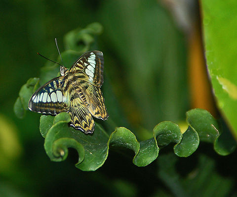Clipper butterfly  Clipper,Geotagged,Parthenos sylvia,United States