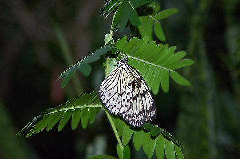Paper Kite Butterfly  Georgia,Geotagged,Idea leuconoe,Paper Kite,United States,southeast Asia