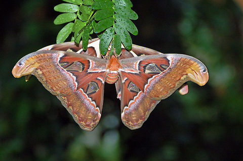 Atlas moths  Atlas Moth,Attacus atlas,Geotagged,United States,pine mountain georgia,southeast asia