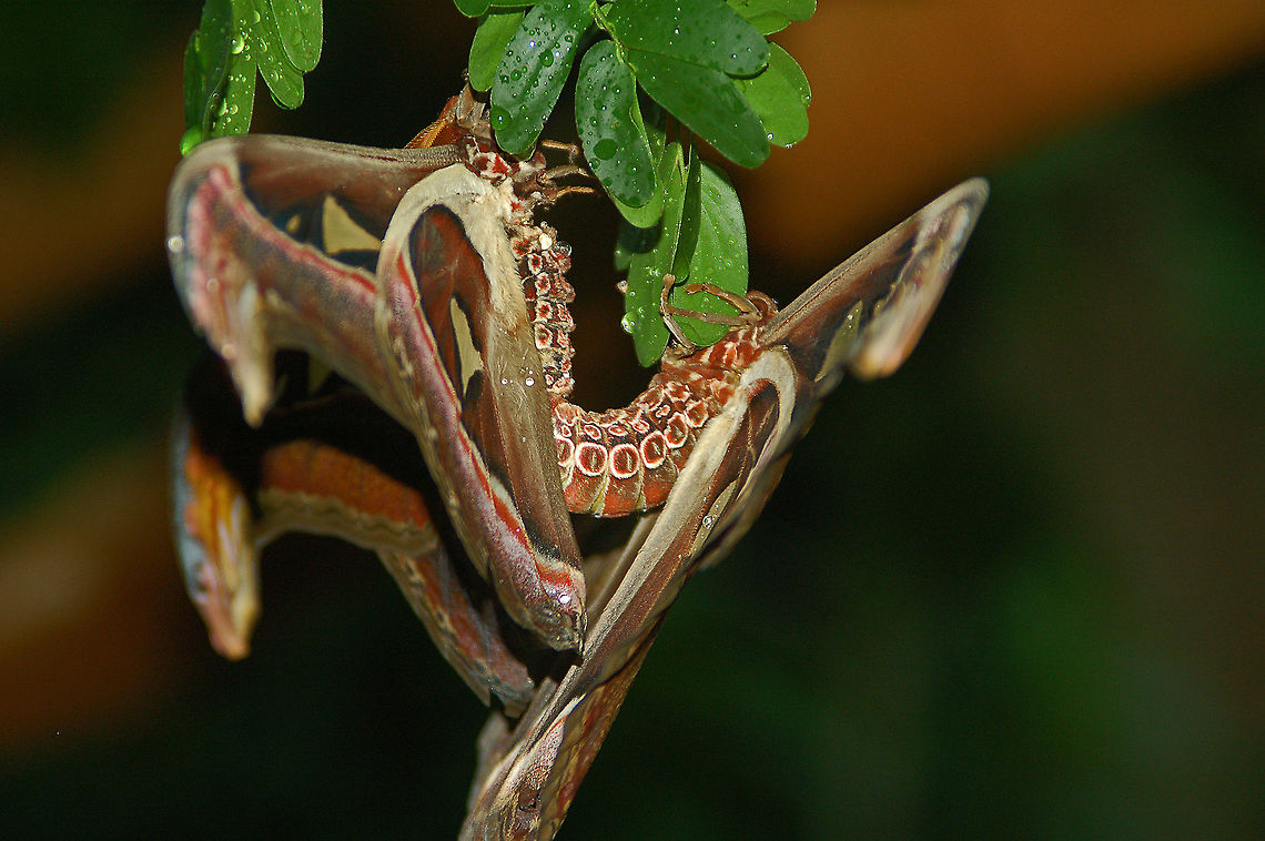 Mating Atlas moths (side view) This picture is confusing. (I imagine that the Atlas moth wants you to be confused). See the top view below:<br />
<figure class="photo"><a href="https://www.jungledragon.com/image/21863/atlas_moths.html" title="Atlas moths"><img src="https://s3.amazonaws.com/media.jungledragon.com/images/1780/21863_thumb.jpg?AWSAccessKeyId=05GMT0V3GWVNE7GGM1R2&Expires=1759968010&Signature=ZzcM6JqvJASOiJ1L0HuEQRJ7Epw%3D" width="200" height="134" alt="Atlas moths  Atlas Moth,Attacus atlas,Geotagged,United States,pine mountain georgia,southeast asia" /></a></figure> Atlas Moth,Attacus atlas,Geotagged,United States
