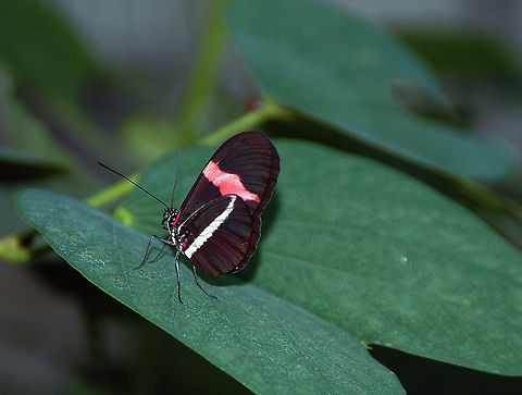 Red Postman butterfly I love this color combination. 

The red postman  is one of the few butterflies that collects and digests pollen, which gives longevity to the adults . Adults roost in groups, returning to the same location each night. Crimson-patched Longwing,Georgia,Geotagged,Heliconius erato,Red Passion flower butterfly,Red Postman,Small Postman,United States,pine mountain