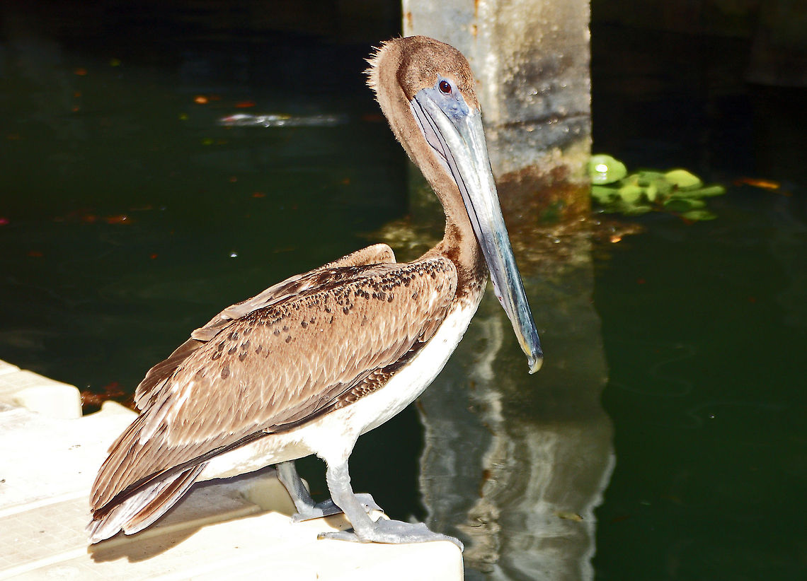Brown Pelican (immature) Adult Brown Pelicans are gray-brown birds with yellow heads and white necks. In breeding plumage, the back and sides of the neck turn a rich, dark reddish-brown. Immatures are gray-brown above (including the head and neck) with pale whitish belly and breast. Brown Pelican,Geotagged,Pelecanus occidentalis,United States