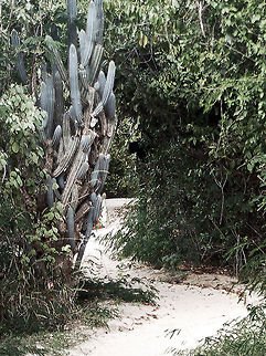 Organpipe cactus This blue color is considered "rare" on this species. British Virgin Islands,Geotagged,Organpipe,Pilosocereus royenii,Pipe organ cactus,Tortola,blue cactus