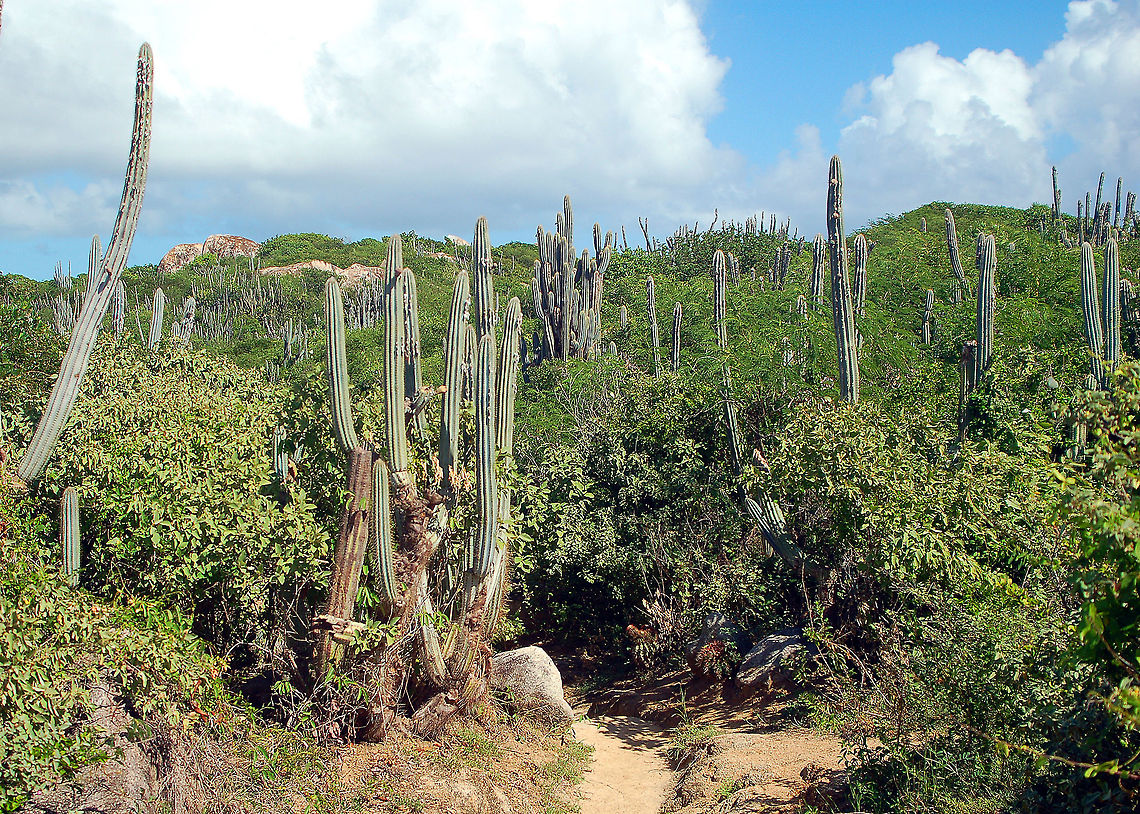 Cactus forest Picture from Tortola, British Virgin Islands: taken on the more arid side of the island. British Virgin Islands,Geotagged,Pilosocereus royenii