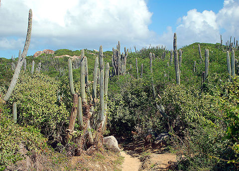 Cactus forest Picture from Tortola, British Virgin Islands: taken on the more arid side of the island. British Virgin Islands,Geotagged,Pilosocereus royenii