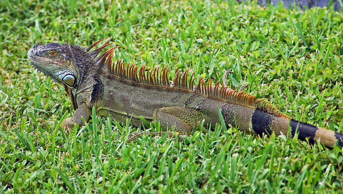 Feral Iguana in Florida Feral iguanas are common in some parts of southern Florida. The wild green iguanas in Florida are a mix of former pets and the offspring of these animals. Green iguanas are generally thought not to be native to the United States. This places wild green iguanas in the category of &ldquo;invasive&rdquo; or &ldquo;exotic&rdquo; species -- non-native species that have been introduced into a new habitat and which often cause damage to the ecosystem. (Florida is overrun with invasive species, such as the Burmese pythons in the Florida Everglades, most of which come from the pet trade). Because of their tropical nature, pet green iguanas that have escaped or have been released by irresponsible owners have thrived in southern Florida, and their populations are growing rapidly. While some people find wild green iguanas to be a beautiful addition to the Florida ecosystem, the sad fact is that they do not belong there. As a consequence, at this time, they do not have a balanced place in the ecosystem with predators and competitors to keep their populations in check. To date, very little has been done to study the ecological impact that green iguanas may have in Florida.<br />
<br />
Despite its name, the Green Iguana may be brown, gray, black or dark green. The males turn orange when they are mating. Babies and juveniles are bright green, and adults have black bands on their sides and tails.<br />
<br />
Green Iguanas are herbivores and live on vegetation. They like to eat brightly colored flowers like hibiscus, orchids, and bougainvillea. If you leave iguanas alone, they will not approach you or threaten you or your pets. However, if you corner them, they may bite, scratch, or whip you with their tail in self-defense. Both males and females are territorial and will defend the trees they live in and the area around them. Florida,Geotagged,Green iguana,Iguana iguana,United States