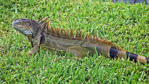 Feral Iguana in Florida Feral iguanas are common in some parts of southern Florida. The wild green iguanas in Florida are a mix of former pets and the offspring of these animals. Green iguanas are generally thought not to be native to the United States. This places wild green iguanas in the category of “invasive” or “exotic” species -- non-native species that have been introduced into a new habitat and which often cause damage to the ecosystem. (Florida is overrun with invasive species, such as the Burmese pythons in the Florida Everglades, most of which come from the pet trade). Because of their tropical nature, pet green iguanas that have escaped or have been released by irresponsible owners have thrived in southern Florida, and their populations are growing rapidly. While some people find wild green iguanas to be a beautiful addition to the Florida ecosystem, the sad fact is that they do not belong there. As a consequence, at this time, they do not have a balanced place in the ecosystem with predators and competitors to keep their populations in check. To date, very little has been done to study the ecological impact that green iguanas may have in Florida.

Despite its name, the Green Iguana may be brown, gray, black or dark green. The males turn orange when they are mating. Babies and juveniles are bright green, and adults have black bands on their sides and tails.

Green Iguanas are herbivores and live on vegetation. They like to eat brightly colored flowers like hibiscus, orchids, and bougainvillea. If you leave iguanas alone, they will not approach you or threaten you or your pets. However, if you corner them, they may bite, scratch, or whip you with their tail in self-defense. Both males and females are territorial and will defend the trees they live in and the area around them. Florida,Geotagged,Green iguana,Iguana iguana,United States