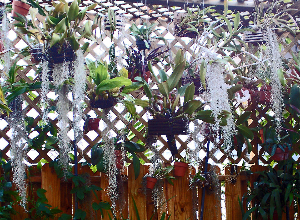Spanish Moss Although this is known as Spanish Moss and looks like a moss, it is a flowering bromeliad.<br />
This really thrives on the Florida (and all of S.E. United States) humidity. Bromeliad,Florida,Geotagged,Spanish moss,Tillandsia usneoides,United States