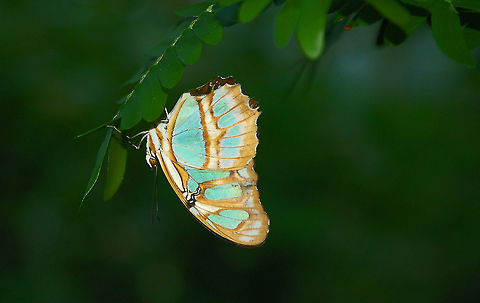 Malachite Butterfly An interesting fact about butterflies in general is that the powdery residue left behind on your fingers when you touch them is actually scales which cover a butterfly’s wings. Butterflies lose scales nectaring on plants, mating, flying and evading predators. If you touch a butterfly gently, it will lose some scales, but rarely enough to stop it from flying.

The scales strengthen and stabilize the wings. So if a butterfly loses a lot of scales, the underlying membrane may become more prone to tears, and THAT, of course, could affect its ability to fly. So be gentle. Geotagged,Malachite,Siproeta stelenes,United States