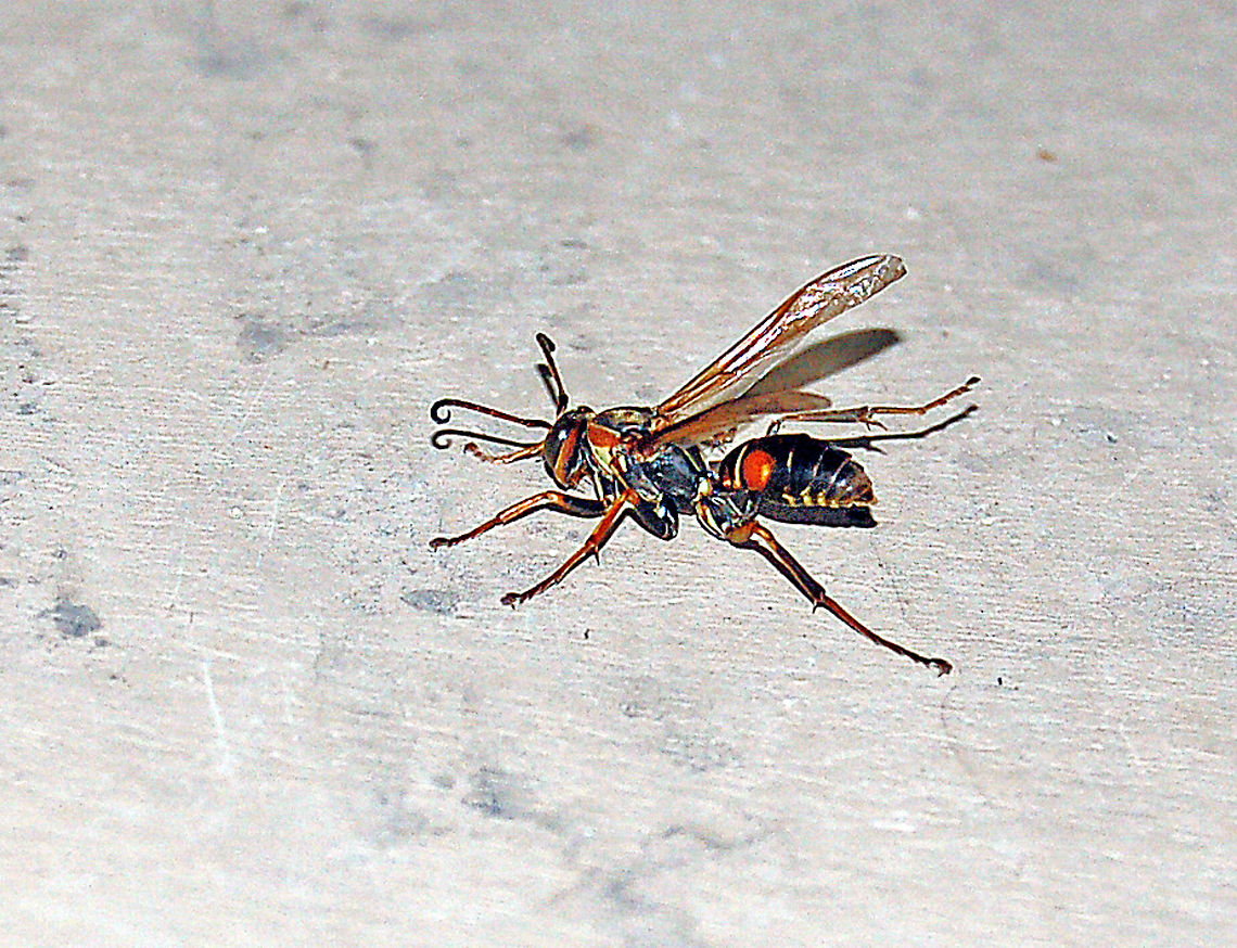 Northern Paper Wasp (male) Paper wasps are well worth having in the garden. They prey heavily on other insects, especially caterpillars. <br />
<br />
The wasp kills its prey on the spot, stripping off any irritating hairs or spines that could not be easily consumed by the larvae back in the nest. Once back at the nest, the wasp either feeds the larvae directly, or shares parts of the &ldquo;meatball&rdquo; with fellow workers that in turn distribute the food to the larvae. <br />
<br />
Front view...They are not aggresive toward humans but when they feel threatened, they lift their wings, in a threatining manor, like this one has done. So now is the time for me to back off because the next thing will be a sting (no thanks).<br />
<figure class="photo"><a href="https://www.jungledragon.com/image/22135/northern_paper_wasp_front_view_of_male.html" title="Northern Paper Wasp (front view of male)"><img src="https://s3.amazonaws.com/media.jungledragon.com/images/1780/22135_thumb.jpg?AWSAccessKeyId=05GMT0V3GWVNE7GGM1R2&Expires=1767225610&Signature=0Tea%2Bm6EkCEoOhHsTzDvFTAAMj0%3D" width="200" height="118" alt="Northern Paper Wasp (front view of male) They are not aggresive toward humans but when they feel threatened, they lift their wings, in a threatining manor, like this one has done. So now is the time for me to back off because the next thing will be a sting (no thanks). Georgia,Geotagged,Northern paper wasp,Polistes fuscatus,United States,wasp" /></a></figure><br />
 Geotagged,Northern paper wasp,Polistes fuscatus,United States,Wasp