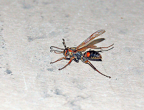 Northern Paper Wasp (male) Paper wasps are well worth having in the garden. They prey heavily on other insects, especially caterpillars. 

The wasp kills its prey on the spot, stripping off any irritating hairs or spines that could not be easily consumed by the larvae back in the nest. Once back at the nest, the wasp either feeds the larvae directly, or shares parts of the &ldquo;meatball&rdquo; with fellow workers that in turn distribute the food to the larvae. 

Front view...They are not aggresive toward humans but when they feel threatened, they lift their wings, in a threatining manor, like this one has done. So now is the time for me to back off because the next thing will be a sting (no thanks).
http://www.jungledragon.com/image/22135/northern_paper_wasp_front_view_of_male.html
 Geotagged,Northern paper wasp,Polistes fuscatus,United States,Wasp
