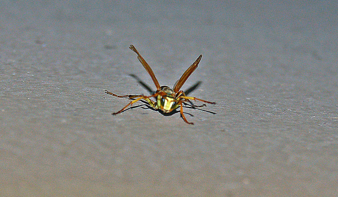 Northern Paper Wasp (front view of male) They are not aggresive toward humans but when they feel threatened, they lift their wings, in a threatining manor, like this one has done. So now is the time for me to back off because the next thing will be a sting (no thanks). Georgia,Geotagged,Northern paper wasp,Polistes fuscatus,United States,wasp