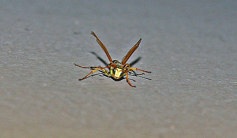 Northern Paper Wasp (front view of male) They are not aggresive toward humans but when they feel threatened, they lift their wings, in a threatining manor, like this one has done. So now is the time for me to back off because the next thing will be a sting (no thanks). Georgia,Geotagged,Northern paper wasp,Polistes fuscatus,United States,wasp