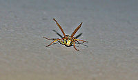 Northern Paper Wasp (front view of male) They are not aggresive toward humans but when they feel threatened, they lift their wings, in a threatining manor, like this one has done. So now is the time for me to back off because the next thing will be a sting (no thanks). Georgia,Geotagged,Northern paper wasp,Polistes fuscatus,United States,wasp