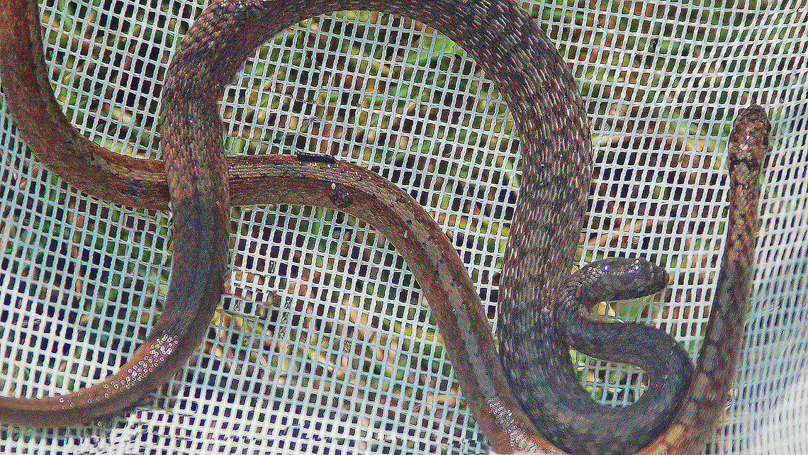 Midland Brown Snake  The midland brown is a very mild mannered snake and usually attempts to escape first and foremost when encountered but may even play dead or flatten its body to appear larger. If picked up the snake may release a fowl smelling musk but will not bite you. These snakes are many times brought as gifts by cats and dogs to their unwary owners after a day of stalking in the flower bed. As all Georgia&#039;s non-venomous snakes, the midland brown is protected due to their assistance in pest control. Their diet consists of earthworms, slugs, snails insects and spiders. <br />
<br />
They give birth to what appears to be live young [3-31] but technically they are not...they hatch inside the mother&#039;s body and the eggs are retained in the mother. DeKay,Georgia,Geotagged,Midland brown snake,Storeria dekayi,United States