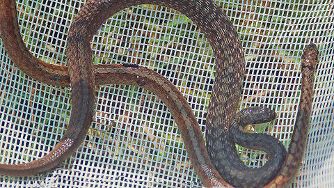 Midland Brown Snake  The midland brown is a very mild mannered snake and usually attempts to escape first and foremost when encountered but may even play dead or flatten its body to appear larger. If picked up the snake may release a fowl smelling musk but will not bite you. These snakes are many times brought as gifts by cats and dogs to their unwary owners after a day of stalking in the flower bed. As all Georgia's non-venomous snakes, the midland brown is protected due to their assistance in pest control. Their diet consists of earthworms, slugs, snails insects and spiders. 

They give birth to what appears to be live young [3-31] but technically they are not...they hatch inside the mother's body and the eggs are retained in the mother. DeKay,Georgia,Geotagged,Midland brown snake,Storeria dekayi,United States
