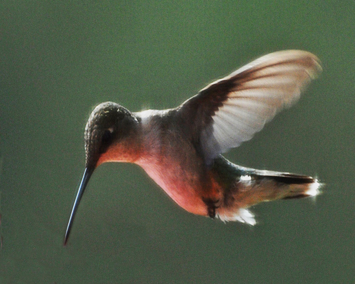 Ruby-throated Hummingbird It is that time of year right now when the hummingbirds are fattening up for their anual migration southwards. Up until 2 weeks ago we have had as many as 14-15 at one time, trying to feed out of a 6 staion sugar-water bottle. There is a lot of bickering but they all get a chance. (They also have to compete with bees and wasps). While we find their activities entertaining, to hummingbirds it is a matter of life and death.<br />
<br />
We don't know how a hummingbird decides when it is time to leave. However, when the time is right, the bird takes off from here in the USA and heads toward its wintering grounds in southern Mexico and Central America...males first followed a few weeks later by the females.<br />
<br />
Each bird travels alone. This means that a hummingbird hatched in the spring instinctively knows where it is going. However, whatever path it chooses for its first migration appears to be the one it will use its entire life.<br />
<br />
Most ruby-throats raised in here in Georgia and elsewhere in the eastern US, fly across the Gulf of Mexico. The shortest distance across this broad expanse of water is approximately 500 miles. It is thought such a flight takes a ruby-throat 18-20 hours.<br />
<br />
We are sad to see that they have already started to depart, but their return in the spring is eagerly anticipated. We will try to keep a little food out through the winter because there are always one or two that decide (maybe because of their old age) that they can't make that long flight. <br />
<figure class="photo"><a href="https://www.jungledragon.com/image/20040/twelve_hummingbirds.html" title="Twelve Hummingbirds"><img src="https://s3.amazonaws.com/media.jungledragon.com/images/1780/20040_thumb.JPG?AWSAccessKeyId=05GMT0V3GWVNE7GGM1R2&Expires=1770854410&Signature=nmzAyR20fj6CyqchwXfnhjtfxcQ%3D" width="200" height="134" alt="Twelve Hummingbirds 12 birds...6 stations...who goes first? Archilochus colubris,Geotagged,Hummingbird,Ruby-throated hummingbird,United States" /></a></figure><br />
<br />
<br />
 Archilochus colubris,Georgia,Geotagged,Ruby-throated hummingbird,United States