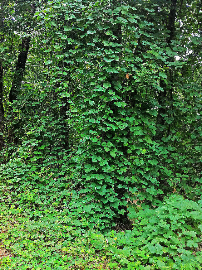 Kudzu &quot;The vine that ate the South&quot;<br />
<br />
 Kudzu can grow up to 60 feet per season, or about one foot per day. It has no natural predators in the USA.<br />
<br />
Kudzu was intentionally introduced to North America by the Soil Erosion Service and Civilian Conservation Corp in 1876 for the purpose of controlling soil erosion. In the 135 years since its introduction, kudzu has spread over three million hectares (ha) of the southern United States, and continues to &lsquo;consume&rsquo; the south at an estimated rate of 50,000 hectares (120,000 acres) per year, destroying power lines, buildings, and native vegetation in its path.<br />
<br />
Kudzu kills or damages other plants by smothering them under a blanket of leaves, encompassing tree trunks, breaking branches, or even uprooting entire trees. Kudzu&rsquo;s ability to grow quickly, survive in areas of low nitrogen availability, and acquire resources quickly allows it to out-compete native species. <br />
<br />
 Over the years little success has been achieved in trying to combat the continuing spread of kudzu. However, there have been recent reports of a new bug inadvertantly imported from Asia in 2009 that eats kudzu. Unfortunately it also eats soybean plants as well and already have shown evidence of significantly reducing soybean production in some areas. The story of the benefits and the destructive nature of the kudzu bug will be unfolding over the next few years as the bug infestation spreads and means of controlling it are developed.<br />
 Georgia,Geotagged,Kudzu,Pueraria montana,United States,invasive species