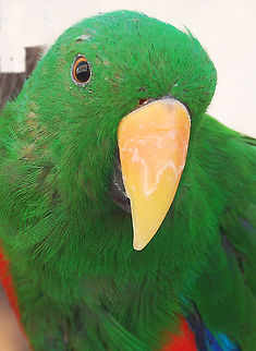 Eclectus male Parrot  Croatia,Eclectus Parrot,Eclectus roratus,Geotagged,green parrot,male