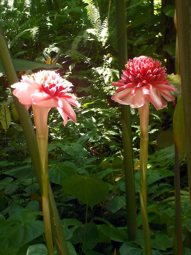 Pink Torch Ginger Picture taken at the Diamond Botanical Gardens on Saint Lucia, (Caribbean Island).            Bunga Kantan,Combrang,Etlingera elatior,Geotagged,Ginger Flower,Indonesian Tall Ginger,Philippine Wax Flower,Red Ginger Lily,Saint Lucia,Torch ginger