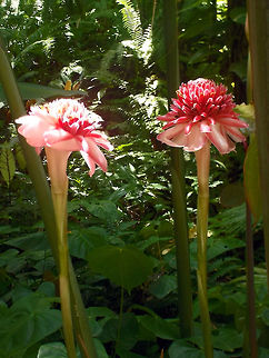Pink Torch Ginger Picture taken at the Diamond Botanical Gardens on Saint Lucia, (Caribbean Island).            Bunga Kantan,Combrang,Etlingera elatior,Geotagged,Ginger Flower,Indonesian Tall Ginger,Philippine Wax Flower,Red Ginger Lily,Saint Lucia,Torch ginger