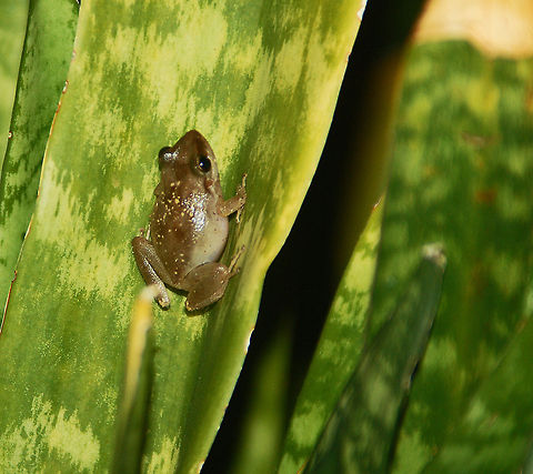 Coqui The coqui is native to Puerto Rico where this picture was taken. Unfortunately they have become invasive in some other countries. In Hawaii, for example, Coqu&iacute; population density can reach 20,000 animals per acre and affects 50,000 acres (20,000 ha). It  is one of the world's worst invasive alien species. Eradication campaigns are underway on Hawaii and Maui.

Their name comes from the pretty little chirping sound in the male's mating call. Listen to this short video where you will hear the "co" (warns other males) and the "qui"(attracts females):
http://www.youtube.com/watch?v=54-FzuE-w0U Coqu&iacute;,Eleutherodactylus coqui,Geotagged,Puerto Rico