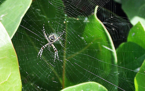 Silver garden spider? An orb weaver, but I cannot find the zigzag stabilimentum. Argiope argentata,Geotagged,Puerto Rico,Silver Argiope