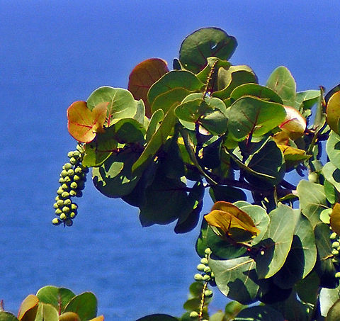 Seagrape  Coccoloba uvifera,Geotagged,Puerto Rico,seagrape