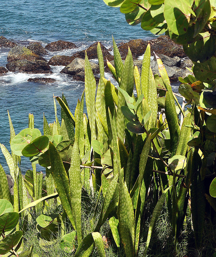 Mother-in-law's tongue  Geotagged,Puerto Rico,Sansevieria trifasciata,Snake Plant,mother-in-law's tongue