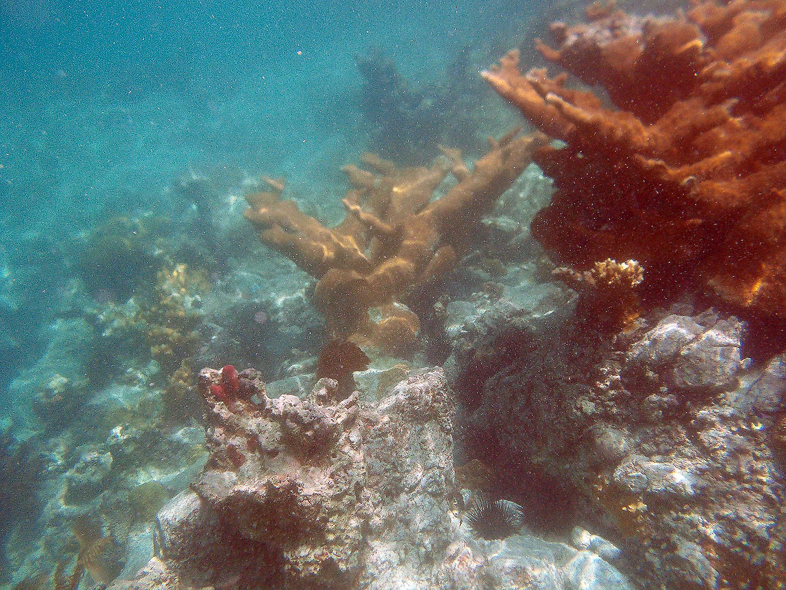 Elkhorn coral            Acropora palmata,Elkhorn Coral,Fall,Geotagged,St. John,Trunk Bay,U.S. Virgin Islands