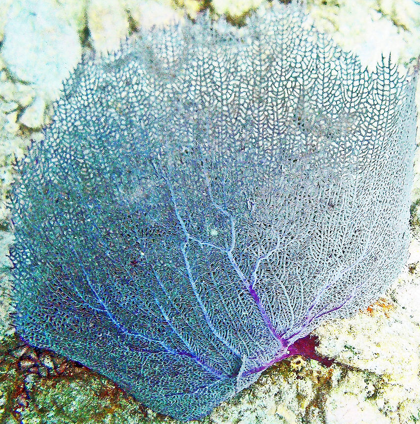 Sea Fan Coral Of course you cannot touch it or you will kill it, but it looks just like soft lace that could be blowing in the wind.<br />
<section class="video"><iframe width="448" height="282" src="https://www.youtube-nocookie.com/embed/BSgzn3MabyI?hd=1&autoplay=0&rel=0" frameborder="0" allowfullscreen></iframe></section> Fall,Geotagged,Gorgonia ventalina,Saint John,U.S. Virgin Islands,sea fan,trunk bay
